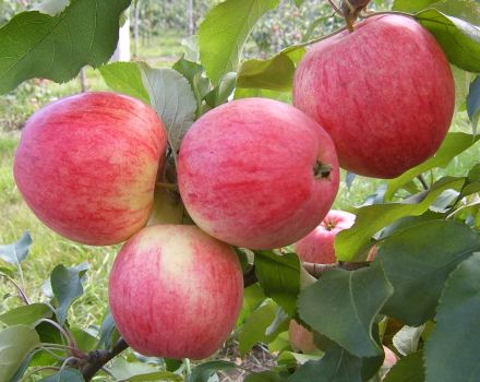 Beschreibung und Eigenschaften der Apfelsorte Iyulskoe Chernenko, Geschichte und Anbau