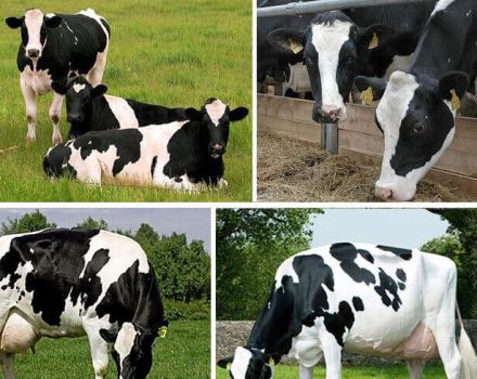 Top 12 der besten und ertragsstärksten Milchkühe