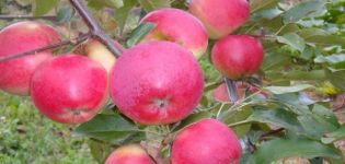 Beskrivning och funktioner för vinter äpplesorten Lyubava, odling och avkastning