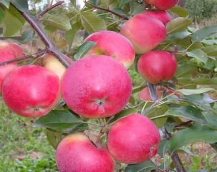 Beskrivning och funktioner för vinter äpplesorten Lyubava, odling och avkastning