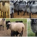 Kā audzēt aitas mājās iesācējiem