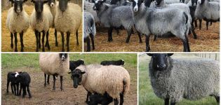 Comment élever des moutons à la maison pour les débutants