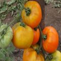 Beskrivning av tomatsorten Ilya Muromets bogatyr på webbplatsen