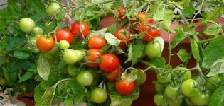 Charakteristika a popis odrůdy rajčat Sladký polibek, jeho výnos