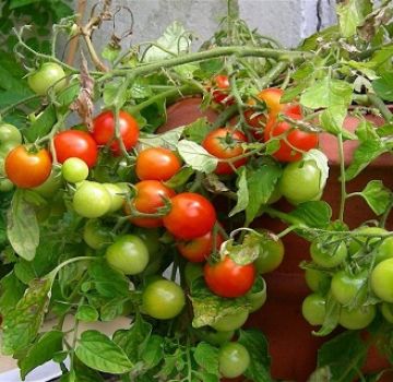 Egenskaber og beskrivelse af tomatsorten Sød kys, dens udbytte