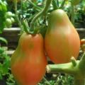 Krimas rožu tomātu šķirnes apraksts, audzēšanas īpatnības un raža