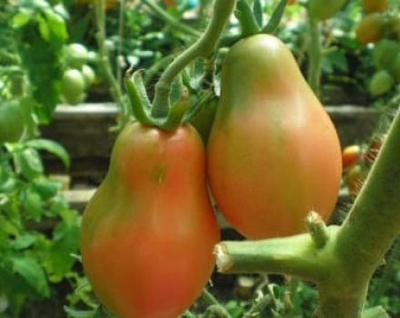 Beskrivning av den Krimrosa tomatsorten, odlingsegenskaper och avkastning