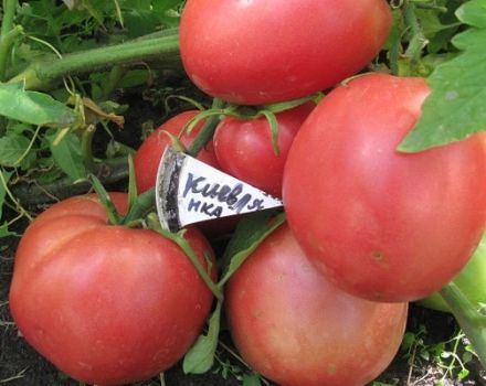 Didelio vaisiaus pomidorų veislės „Kievlyanka“ aprašymas ir derlius