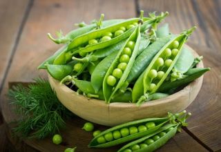 The benefits and harms of peas for the human body