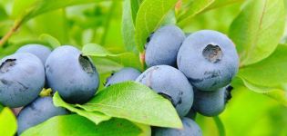 Tip til sommerbeboere om, hvordan man korrekt formerer haven blåbær derhjemme