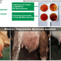 Definition of subclinical mastitis in cows and treatment at home