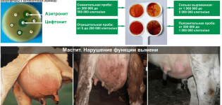 Definición de mastitis subclínica en vacas y tratamiento en casa