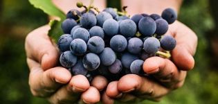 Auginamų Monastrell vynuogių aprašymas ir subtilybės