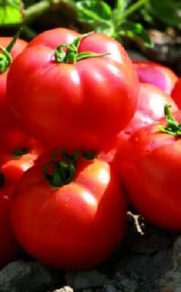 Pomidorų veislės Sadik f1 aprašymas, auginimo ypatybės ir derlius