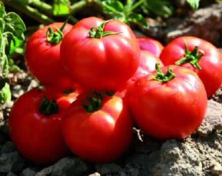 Beschreibung der Tomatensorte Sadik f1, Anbau- und Ertragsmerkmale