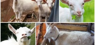 Descripció i signes de la raça de cabra blanca russa, condicions d’allotjament i alimentació