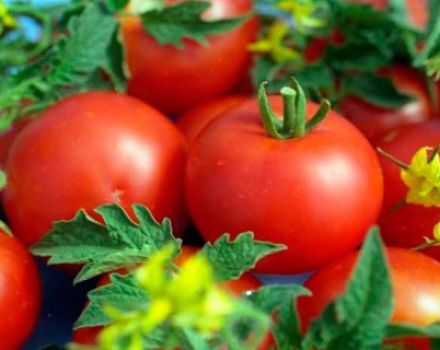 Caractéristiques et description de la variété de tomate Debut, son rendement