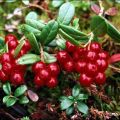A vörösáfonya-bogyók hasznos és gyógyító tulajdonságai, valamint a lehetséges ellenjavallatok