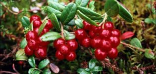 Proprietăți utile și medicinale ale boabelor de lingonberry și posibile contraindicații