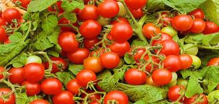 Verige pomidorų veislės aprašymas, auginimo ir priežiūros ypatybės
