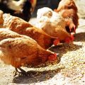 Najlepšie zloženie a podiely zmiešaného krmiva pre kurčatá, varenie doma