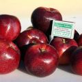 Beskrivning och egenskaper hos Williams Pride äppelsorten, hur ofta den bär frukt och växande regioner