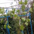 Hur man sprider druvor med luftiga och gröna lager på våren, sommaren och hösten