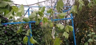 Hur man sprider druvor med luft och gröna lager på våren, sommaren och hösten