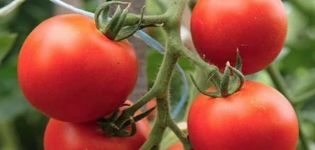 Beskrivning av tomatsorten Alpha och dess egenskaper