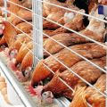 Правила за негу и одржавање пилића зими за почетнике код куће