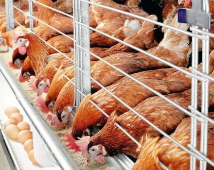 Regels voor de verzorging en het onderhoud van kippen in de winter voor beginners thuis