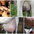 Årsagen til udseendet af blod i mælk i en ged, hvad man skal gøre og behandlingsmetoder