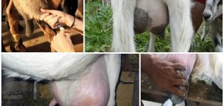 La raison de l'apparition de sang dans le lait chez une chèvre, que faire et méthodes de traitement