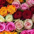 Charakteristiky a opis odrody keňskej ruže, kultivácie a starostlivosti
