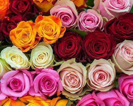 Opis a opis odrody kenskej ruže, pestovania a starostlivosti o ne