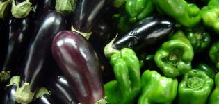 Je možné pestovať baklažány a papriku v rovnakom skleníku alebo na otvorenom poli