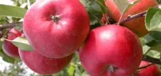 Beschreibung, Eigenschaften und Brutgeschichte von Ligol-Apfelbäumen, Wachstumsregeln