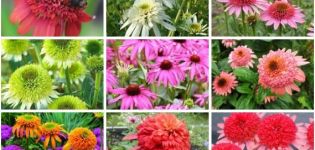 Regels voor het planten en verzorgen van meerjarige echinacea, 10 beste variëteiten voor open grond