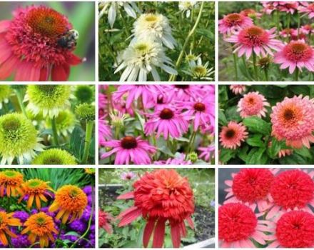 Regole per piantare e prendersi cura dell'echinacea perenne, 10 migliori varietà per terreni aperti