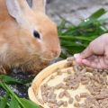 Recepty na smíšené krmivo pro králíky doma a denní dávky