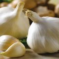Descrizione della varietà di aglio Gulliver, caratteristiche di coltivazione e cura