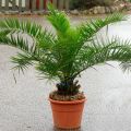 Auginant „Luxor“ kanarėlę daigai auginami namuose, palmių priežiūra ir profilaktika