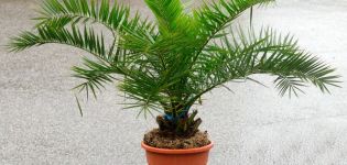 Auginant „Luxor“ kanarėlę daigai auginami namuose, palmių priežiūra ir profilaktika