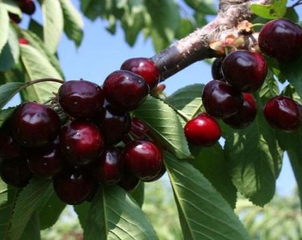 Description and characteristics of cherries Valery Chkalov, cultivation and care