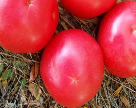 Opis odrody rajčiaka rozmarínu a jeho vlastnosti