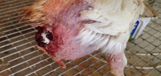 What to do if a chicken has fallen out of the oviduct, causes and treatment