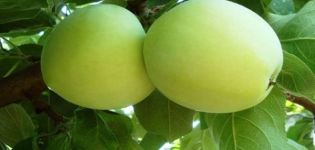 Popis odrůdy jabloní Rossiyanka, charakteristika zimní odolnosti a výnosnosti