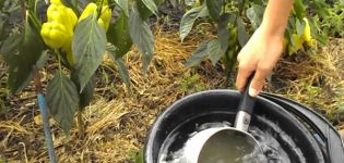 Cómo utilizar el nitrato de calcio, potasio y amonio para alimentar a la pimienta