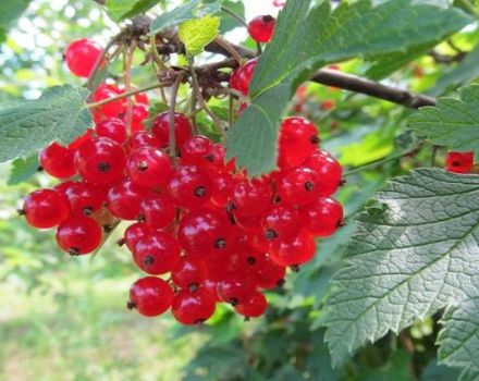 Beskrivning och egenskaper hos Natali röda vinbärsorter, plantering och vård