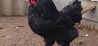 Mô tả về giống gà Galan râu đen của Nga và các quy tắc bảo dưỡng